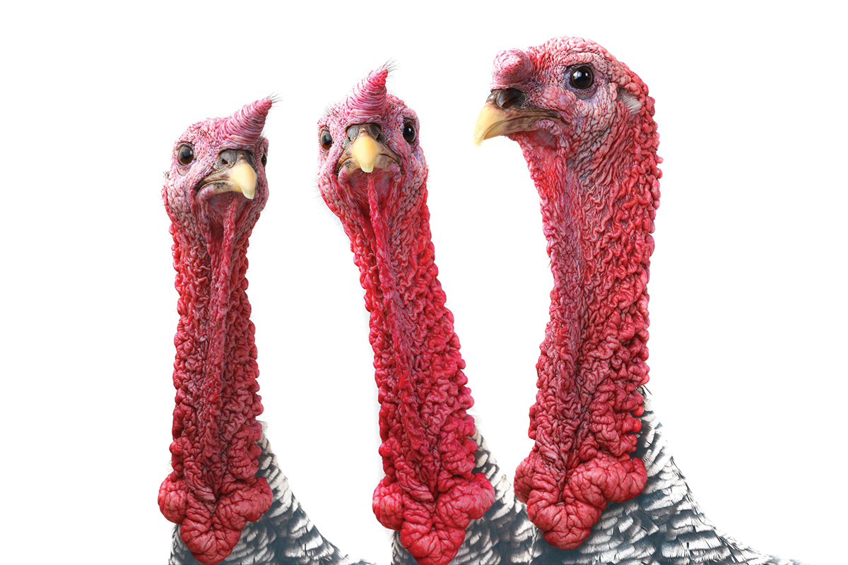 Turkeys