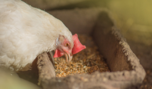 Campylobacter in Poultry: Is Feed a Fomite?