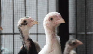 Producer's Toolkit to Maximizing Your Turkey Feed Investment