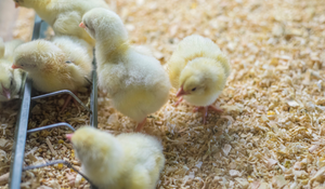 Three Key Ideas on Salmonella Intervention in Animal Production