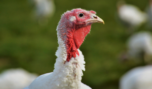 Producer's Toolkit to Maximizing Your Turkey Feed Investment