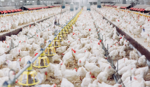 Looking at Breeder Performance Through a Feed Hygiene Lens