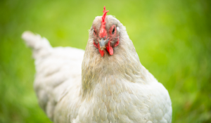 Your Guide to Supporting Broiler Breeder Performance