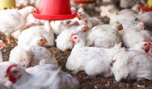 Maximizing Poultry Feed Raw Materials for Optimal Nutrition and Efficiency