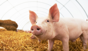 Understanding PEDV and PRRSV Transmission Through Feed