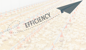 Could Clean Feed Enhance Broiler Feed Efficiency and Management?