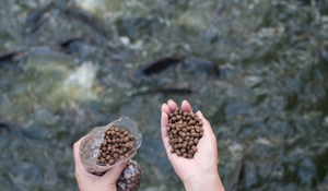 How Do Milling Efficiency Strategies Support the Aquaculture Industry?