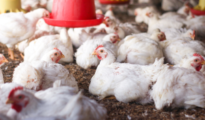 Three Ways Feed Sanitation is Key to Improving Broiler Performance