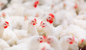 3 Ways Reduced Microbial Loads Improve Broiler Performance