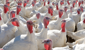 Exploring the Unique Role of Feed as a Fomite in Turkey Production