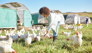 The Microbiome and Broiler Growth: Insights from Dr. Alastair Thomas