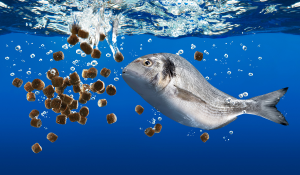Feed Quality Supports Sustainable Aquaculture