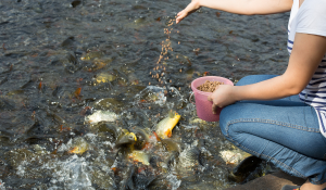 Maximizing Efficiency: Key to Supporting Aquaculture Feed Conversion
