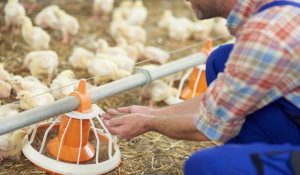 9 Strategies to Boost Broiler Resistance Through Gut Health