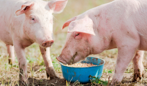 Strengthening Pig Immunity Against PEDV Through Strategic Feed Hygiene