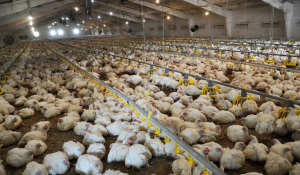 Feed biosecurity matters for broiler health, performance & food safety
