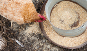 On-Farm Feed Handling Is Central to Feed Hygiene
