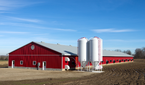 A Practical Approach to Reducing Salmonella Colonization in Flocks