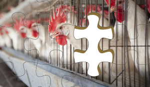 Where Feed Hygiene Fits in Layer Egg-Safety Programs