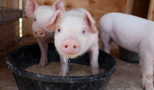 Dr. Montiel on Risk of African Swine Fever Virus Transmission via Feed