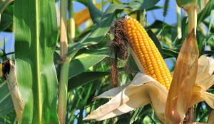 Mitigating Corn and Soybean Prices in Your Raw Materials