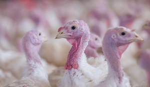 Feed Hygiene as a Practical Tool for Clostridium Control