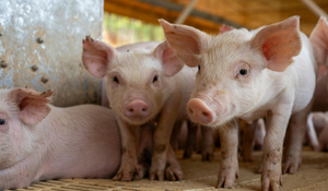 Feed Contamination Costs in Swine Biosecurity