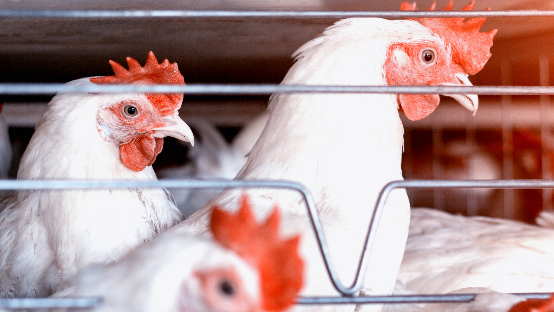 Pellet Quality Impact on Broiler Performance