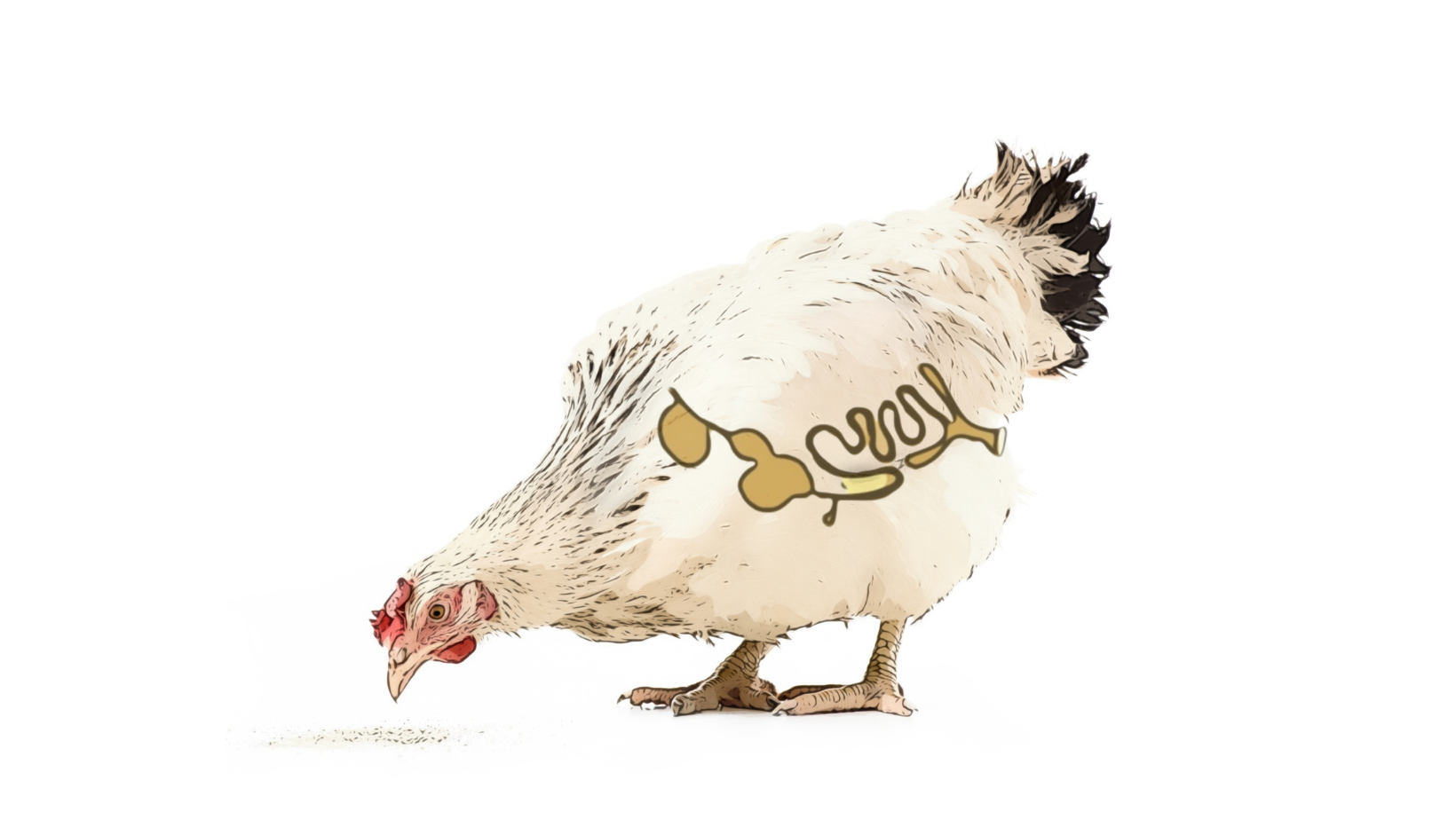 Necrotic enteritis in broiler chickens Necrotic enteritis in broiler chickens