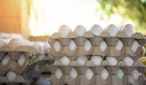 Top 8 Ways to Tackle Salmonella in Live Poultry Production