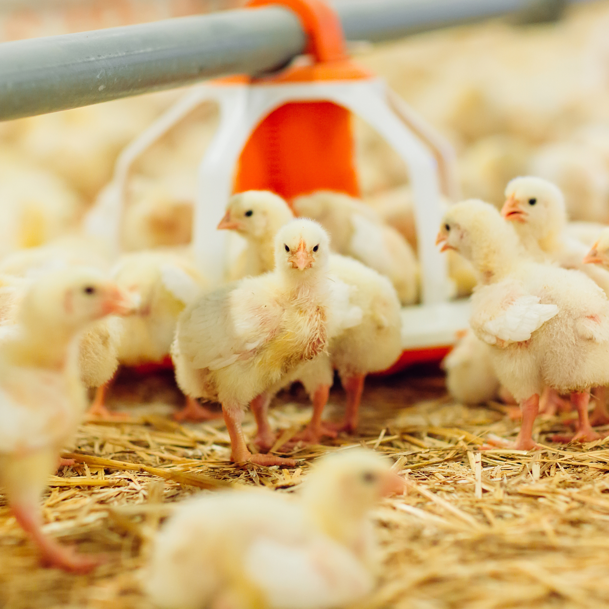 Necrotic Enteritis in Poultry Starts Long Before Clinical Disease