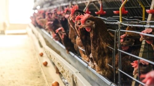 Layer Hens Are at Increased Risk of Feed Source Pathogens