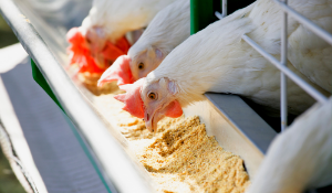 News Release: Recently Published Paper on Controlling Salmonella and Pathogenic E. coli in Animal Feed