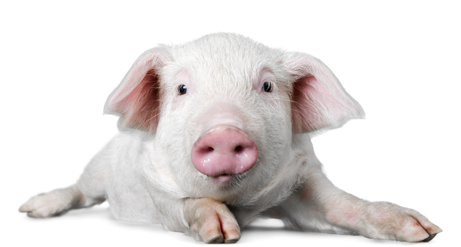 Impact of Termin-8® to reduce the risk of transmission of PEDV, PRRSV ...