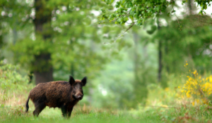 Risk and Mitigation of African Swine Fever in Feed