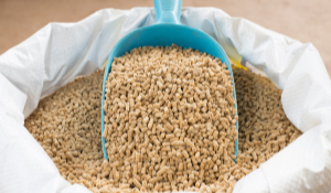 Human Disease-Causing Strains of Salmonella Are Found in Animal Feed