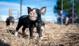 Swine farm