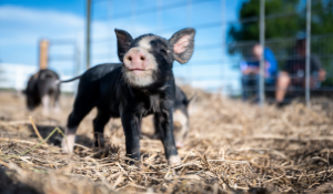 Feed Essential to Biosecurity Plans as ASF Is Confirmed in Germany